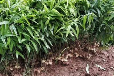 如何种植黄精,生长期间要及时除草