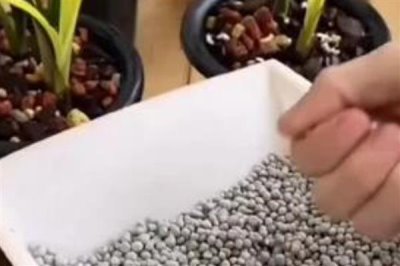 魔肥可以对什么花卉使用,对兰花施肥可以提高品质