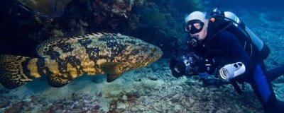 大石斑鱼简介，一般是指伊氏石斑鱼