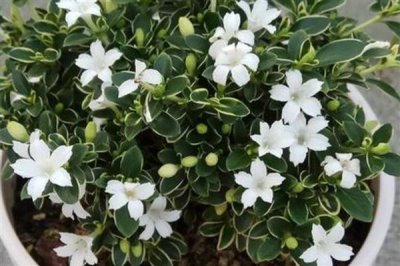 六月雪可以插活吗，是可以插活的