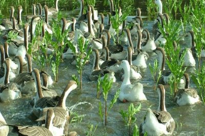 大雁的养殖方法,可在养殖舍内圈养