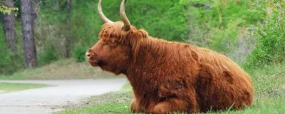 如何彻底消灭牛蜱虫,可在其栖息和越冬场所喷施毒死蜱等药物