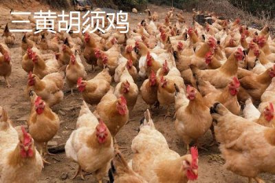 广东省四会市的特产,四会玉器闻名遐迩