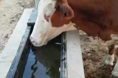 牛喂葡萄糖粉有没有坏处，是没有坏处的