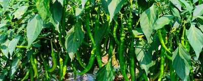 辣椒生长周期，从现蕾到坐果需要10-15天左右