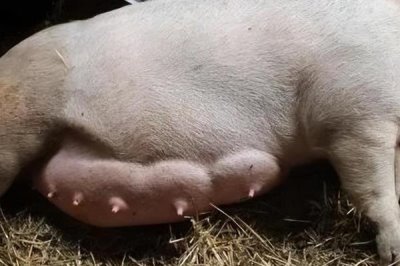 母猪下崽前有什么症状,前两周乳房会从后面向前面逐渐膨大