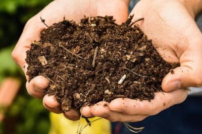 家庭兰花的养殖方法，只能使用复合化肥稀释后浇灌