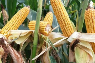 明天695玉米品种简介,中抗茎腐病