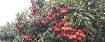 荔枝的施肥时间,分为基肥、促花肥、壮果肥