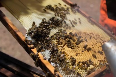 中华蜜蜂怎么养殖,温度较高时要在蜂箱四周洒水降温