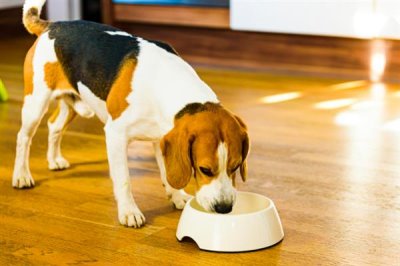 狗狗感冒恢复护理方法，一定要注意给狗狗保暖