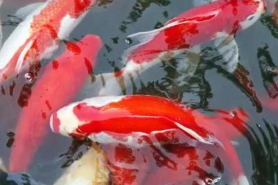 锦鲤为啥在鱼缸底不上来吃食，可能是不适应新环境或水温低等