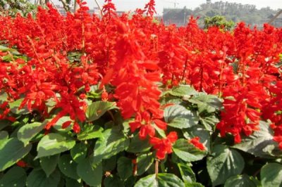 红红的花有什么寓意，花语是我爱你
