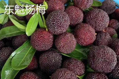 杨梅东魁好吃还是荸荠好吃,各有特点