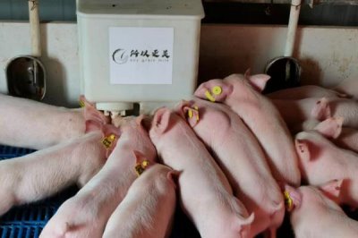 秋季养猪注意事项,猪圈的保暖很重要