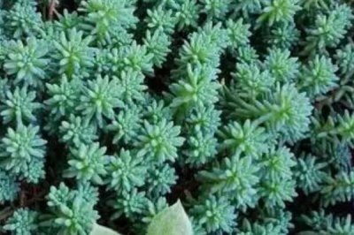 薄雪万年草的养殖方法,应注意及时掐掉不美观的枝条