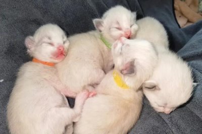 刚出生的小猫即将死亡如何抢救,擦干小猫后可贴着身体传递温度