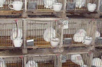 獭兔养殖的前期准备,选址很关键