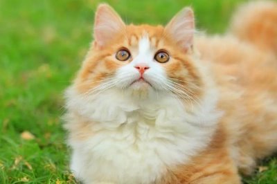 母猫发情能不能做绝育,发情时不可以做绝育手术