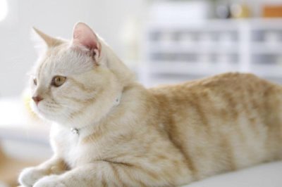 母猫发情能不能做绝育,发情时不可以做绝育手术