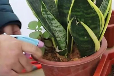 虎皮兰怎么养殖,冬季每隔10天浇一次水