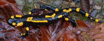 火蝾螈简介，是欧洲最著名的一种蝾螈