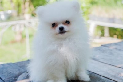 博美犬怎么训练，需要从简单到难