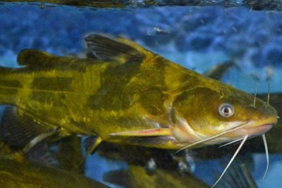 昂刺鱼是什么鱼,是我国常见的淡水鱼类