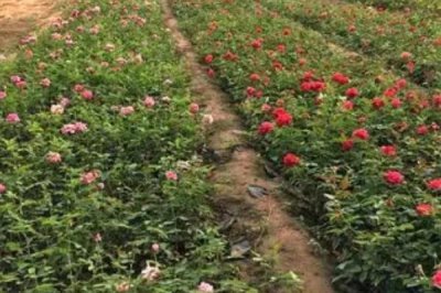 月季花的栽培技术，可播种、分株、扦插和压条繁殖