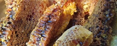 土蜂蜜简介,一年只能取1-2次蜜