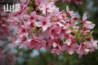 樱花的花期,常在3-4月份开放