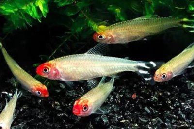 红鼻剪刀鱼好不好养,是一种比较好样的鱼