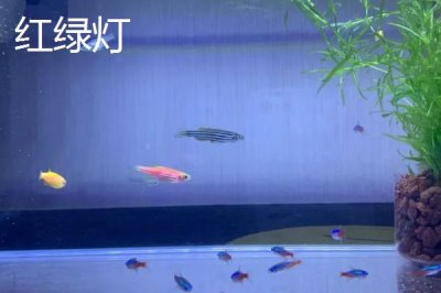 宝莲灯鱼与红绿灯区别,前者的体型更大且颜色更鲜艳