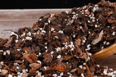 家庭兰花的养殖方法，只能使用复合化肥稀释后浇灌