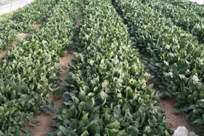菠菜的生长适温，适宜温度为15-20℃
