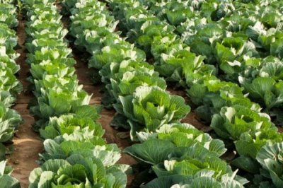 夏季怎么种植甘蓝,深翻土壤后可进行条播或撒播