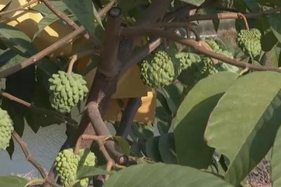 释迦果的种植条件,适合在两广地区和海南地区种植