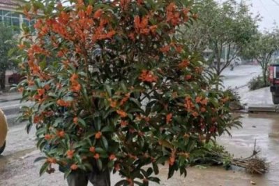 盆栽丹桂的养殖方法,抽梢时可施1-2次氮肥