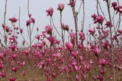 玉兰的种植技术,生长过程中需要充足的光照