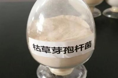 枯草芽孢杆菌对农作物有什么作用,有抗拮、杀菌溶菌的作用