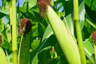 葫玉737玉米品种简介,中抗南方锈病