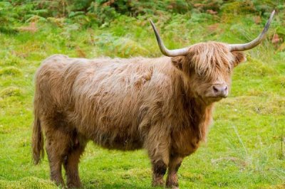 牛头去毛的正确方法,首先要用70℃的水浸泡