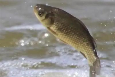 鲫鱼的食物,蚯蚓、螺肉、馒头、蛋黄等食物均可饲喂