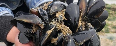 海虹的价格,内陆地区的售价高于沿海地区