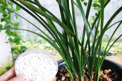 魔肥可以对什么花卉使用,对兰花施肥可以提高品质