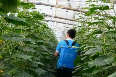 黄瓜的叶片上为什么出现白斑,可能是冷风直吹、温度不当、农药过量等因素导致