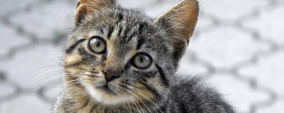 如何去除猫尿骚味，可以选择更加吸味的猫砂