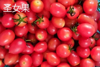 圣女果简介,是一年生或多年生蔓性草本植物