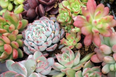 怎么养多肉雷神，冬季要停止施肥