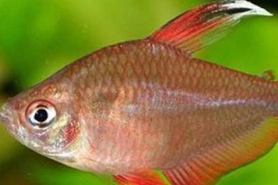 粉红旗鱼好不好养,饲养难度一般